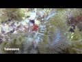 Diving Malta 20160307 Blue Grotto Deepdive - AOWD