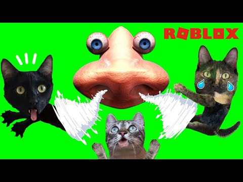 Cat escapes the giant nose maze with Luna and Estrella playing Roblox, don't get sniffed!