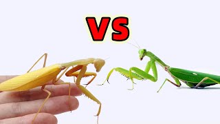 Download lagu Golden Mantis vs green Mantis mp3
