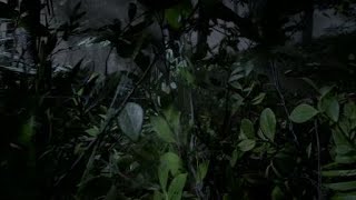 Red Dead Redemption 2 Online Horror - Forest Ambush and Chase Red Dead Redemption 2 Online Horror - Forest Ambush and Chase