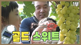 [나는농부다 370회 1부] 포도밭 그 사나이의 금빛 달콤한 인생