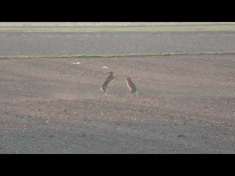 Feldhasen Paarungskampf