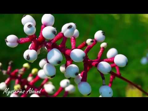 The Dolls Eyes Plant - Mysteries Abound (Sountrack)