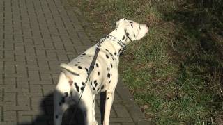 Crazy!!! A Happy Dalmatian Series  - #06 Barking (dog training, dog food)