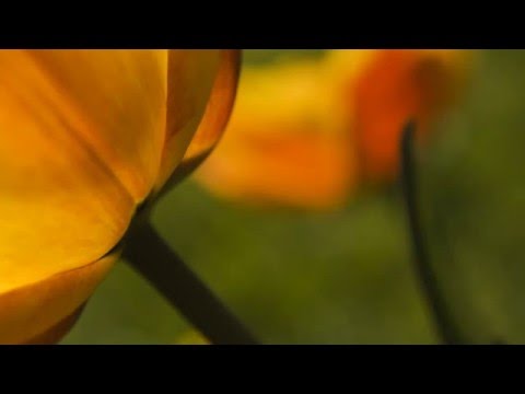 "Recuerdas de la Alhambra" by F. Tarrega - Duo Armonioso; Victoria Knobloch&Jan Skryhan