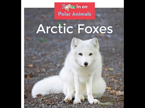 Arctic Foxes National Geographic Kids