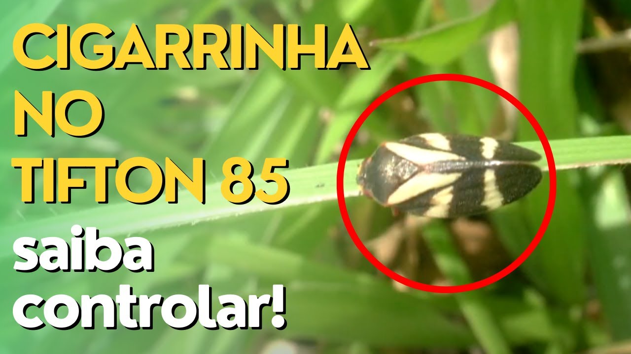 Pasture Leafhopper Attack - Know What to Do and How to Control! Ep#057