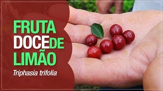 Miniatura do vídeo
