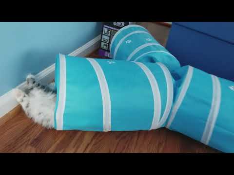 Kaerik RagaMuffins Kittens