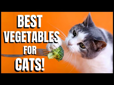 Best Vegetables for Cats - YouTube
