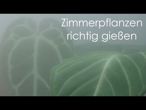 Pflanzen richtig gießen: Meine 7 Tipps für's Gießen von Zimmerpflanzen!