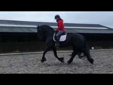 Jarn ridden by 14 years old girl.