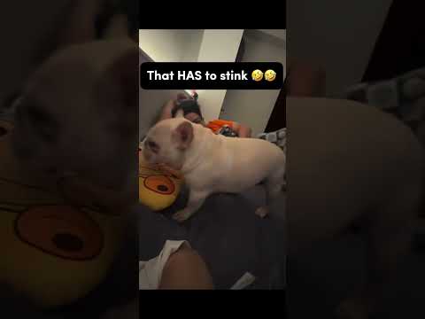 He’s so chubby omg 😭 #shortsfeed