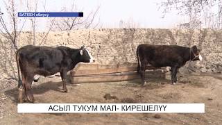 Асыл тукум мал-кирешелүү бизнес\NewTV