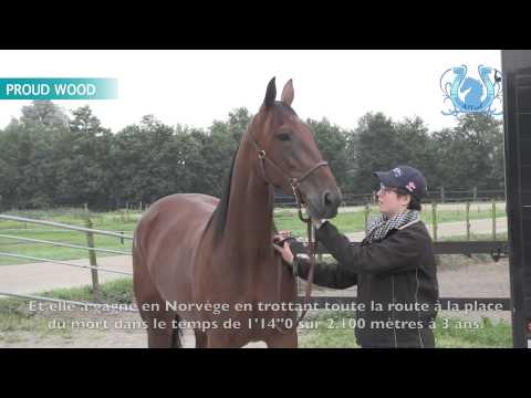 A2TURF - TOUR DE COUR ARNOLD MOLLEMA