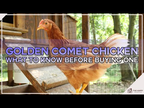 , title : 'Golden Comet Chicken: What to Know Before Buying One'