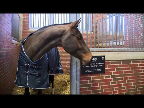 Verbandshengte 2022 -Daikon