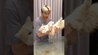 Download lagu Kucing bisa muter hanya 0,00001 Detik!!! mp3