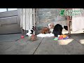 Cavalier King Charles Spaniel dogs for sale: Twix - Video 1