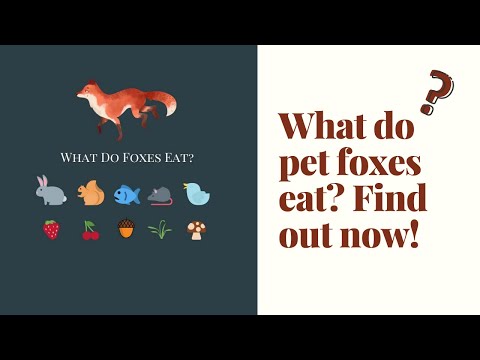 image-Do foxes eat reptiles?