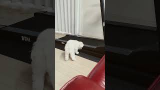 ボールをわざと入れる犬