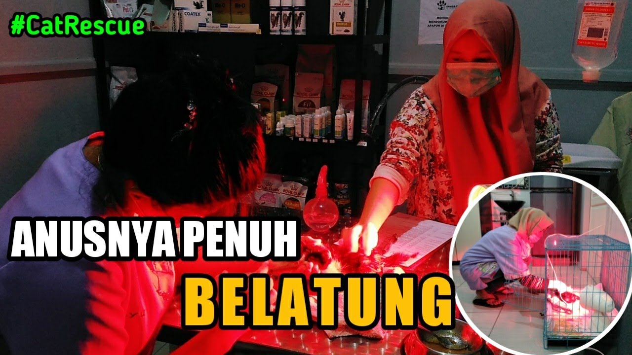Putar video Kucing Kecil Yang Anusnya Penuh Dengan Belatung sekarang Kucing Kecil Yang Anusnya Penuh Dengan Belatung