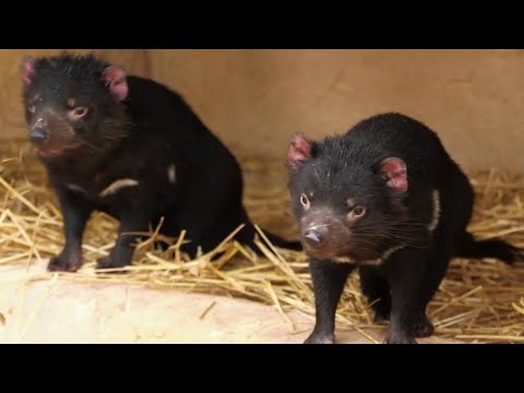 Faune - Un bon petit diable… de Tasmanie