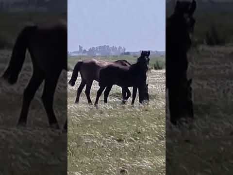 Caballos libres en la cañada. Carrizales Santa Fe Argentina