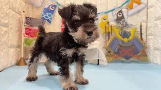 ミニチュアシュナウザーの動画01