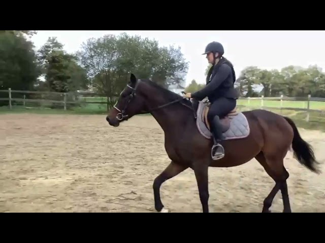  Top jument idéale amateur (4 ans en 2026)