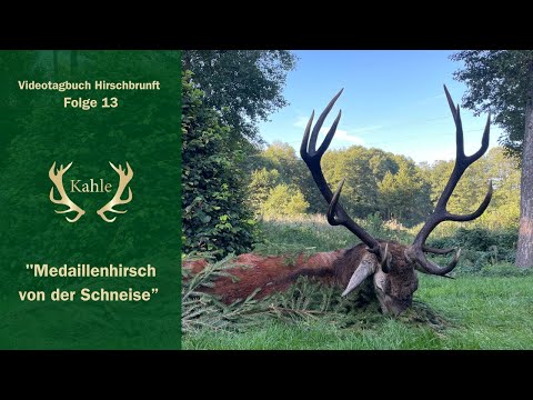 Medaillenhirsch auf der Schneise erlegt