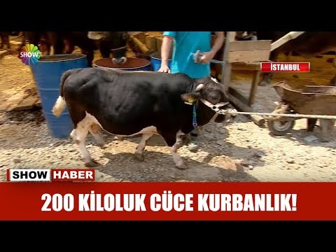 , title : '200 kiloluk cüce kurbanlık!'