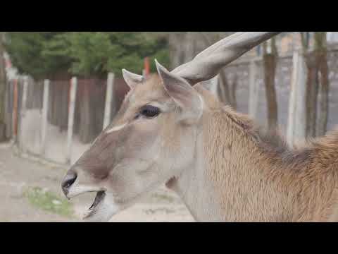 World Of Strange Animals | Saiga Antelope: The Ancient Survivor with a Strange Nose