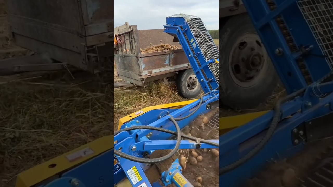 Automatic on-board potato harvester#agriculture#farm#machinery#farming#Hongyou