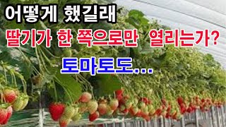 어떻게 했길래 딸기가 모두 한쪽으로만 치우쳐 열리는가? 토마토도요... (딸기의 열림특성, 딸기 심기, 딸기…