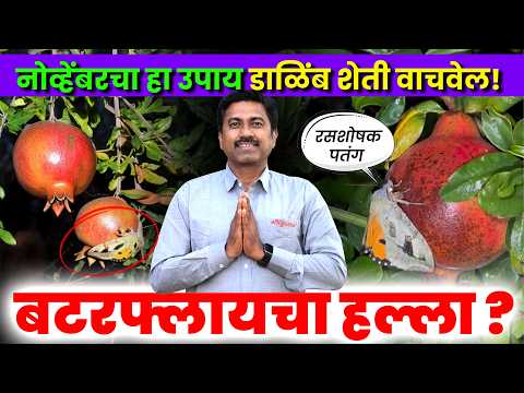 डाळिंब बागेत 50% नुकसान करणारी कीड