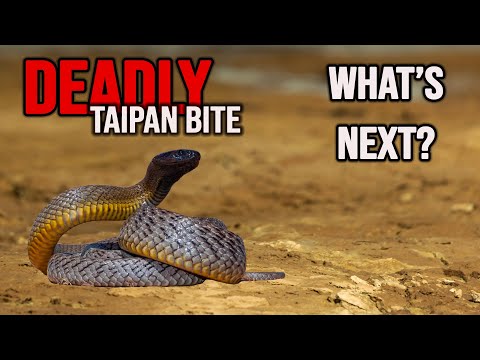 Nearly Fatal Taipan Bite Draws Unwanted Attention to Responsible Snake Keepers