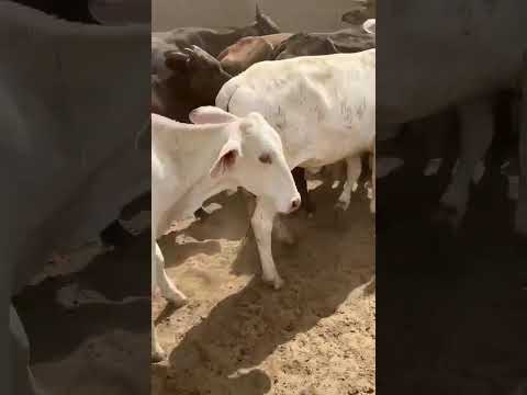 50 Garrotas de linhagem leiteira: 1.350 reais cada em Cacimba de Areia/ Paraíba. #gado