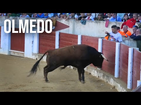 Olmedo 2024 Campeonato de Cortes con Toros Bravos