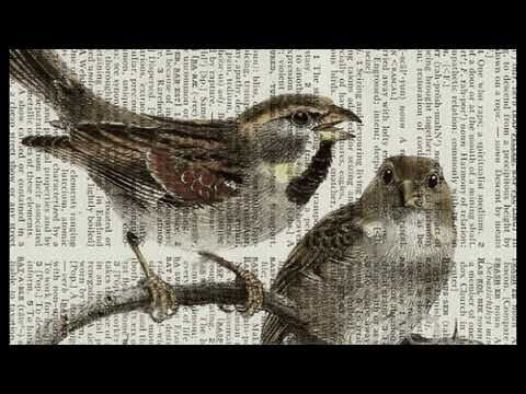 The bird song (Gloomy Mix) Thesoundinmyhead