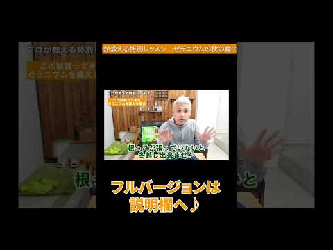 どの植物をゼラニウムと関連付けるのか、良い仲間の基準を探す理由