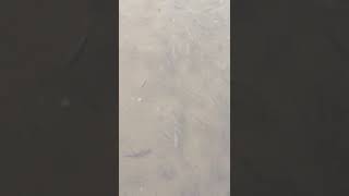 Агентство по рыболовству сахалин
