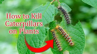 How to Kill Caterpillars on Plants #caterpillar #lifehacks #effectivelifehacks
