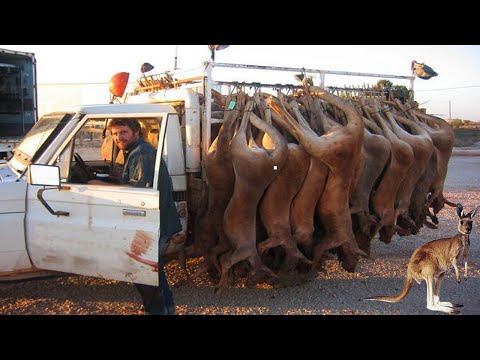 How Farmers Make Millions By Hunting Kangaroos-Amazing Kangaroo Meat Harvesting And Processing!!!