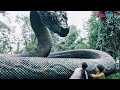 The boy became friends with a big snake when running from a monster! | Snake 3 | YOUKU MONSTER MOVIE