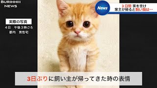 3日ぶりに飼い主が帰ってきた時の猫の表情が絶妙