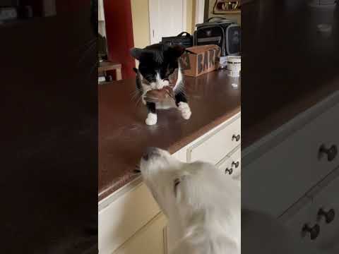 狡猾な猫が中で鳥を捕まえる