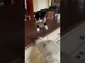 Crafty Cat Catches Bird Inside
