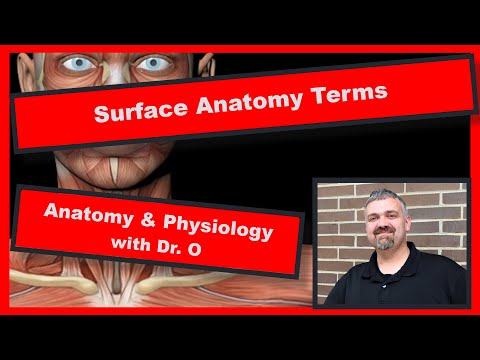Surface Anatomy Terms:  Anatomy and Physiology