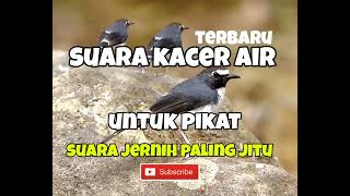Download lagu suara pikat kacer air / menintin  besar paling joss mp3